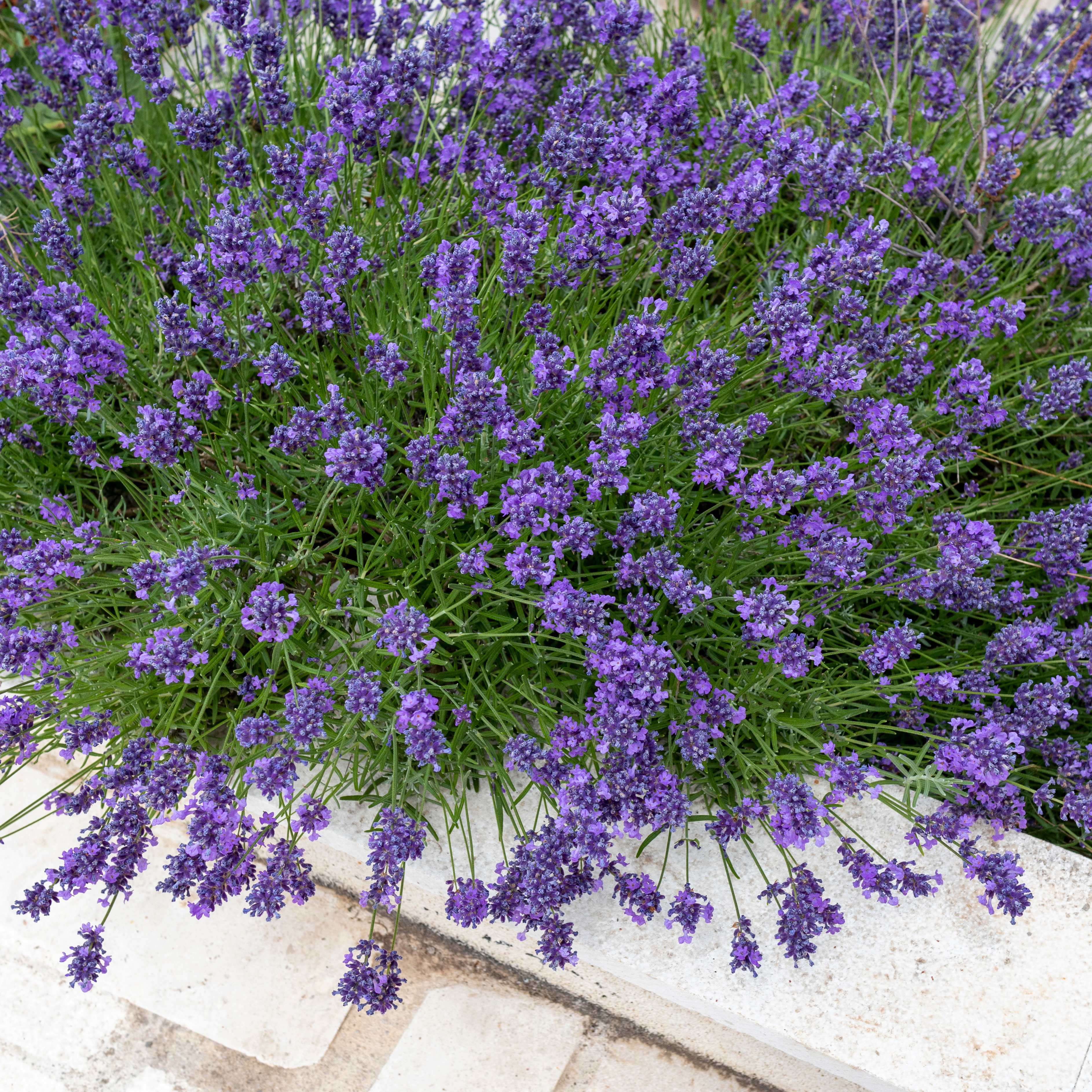 lavender flowers against white container
