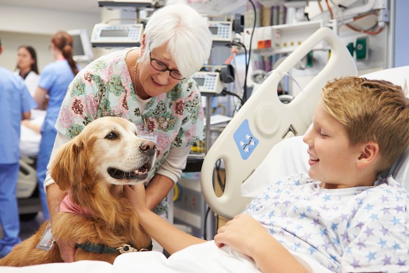 A dog attends to a little boy in a hospital.