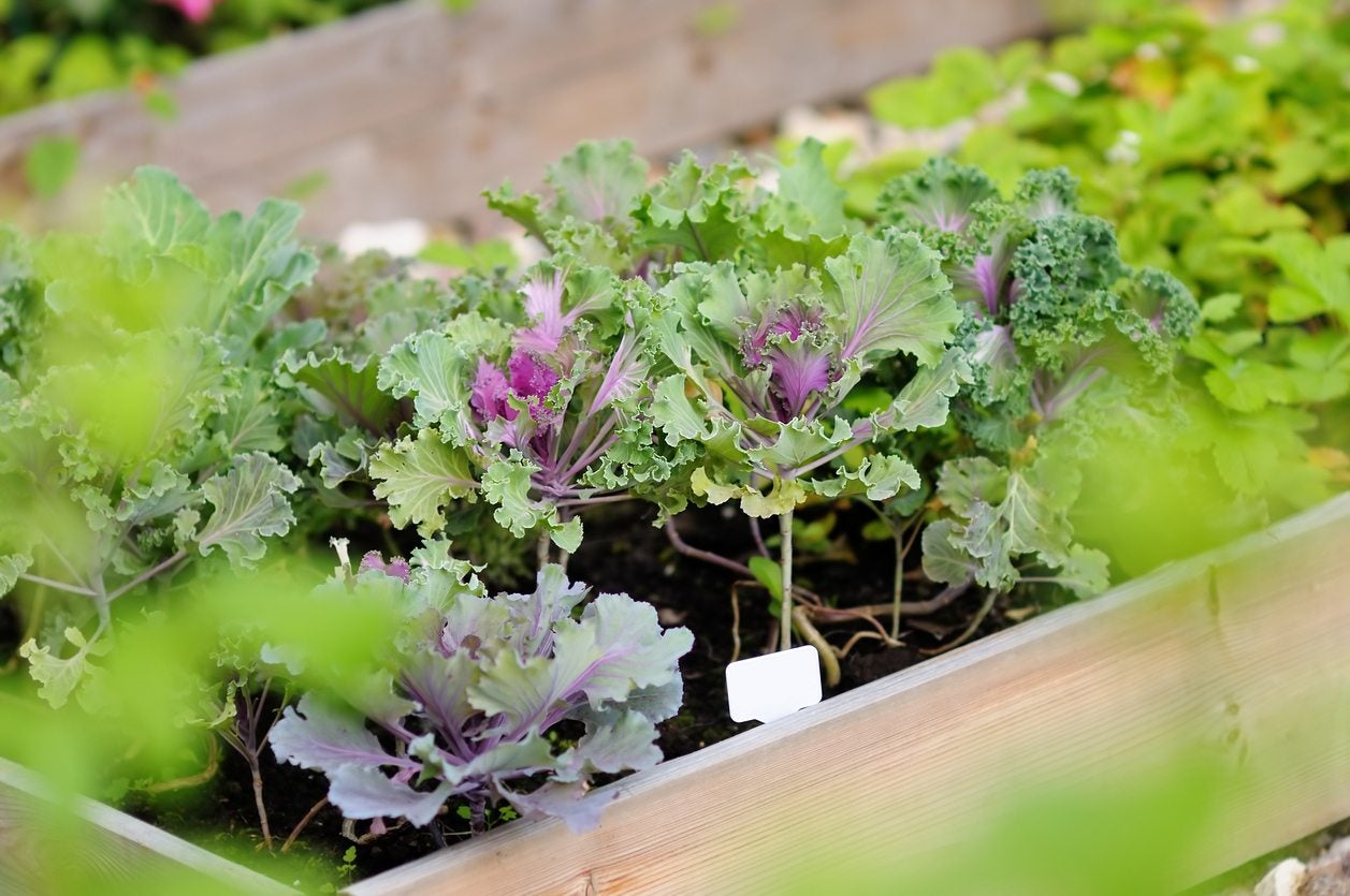 6 Things to Consider When Planning a Vegetable Garden
