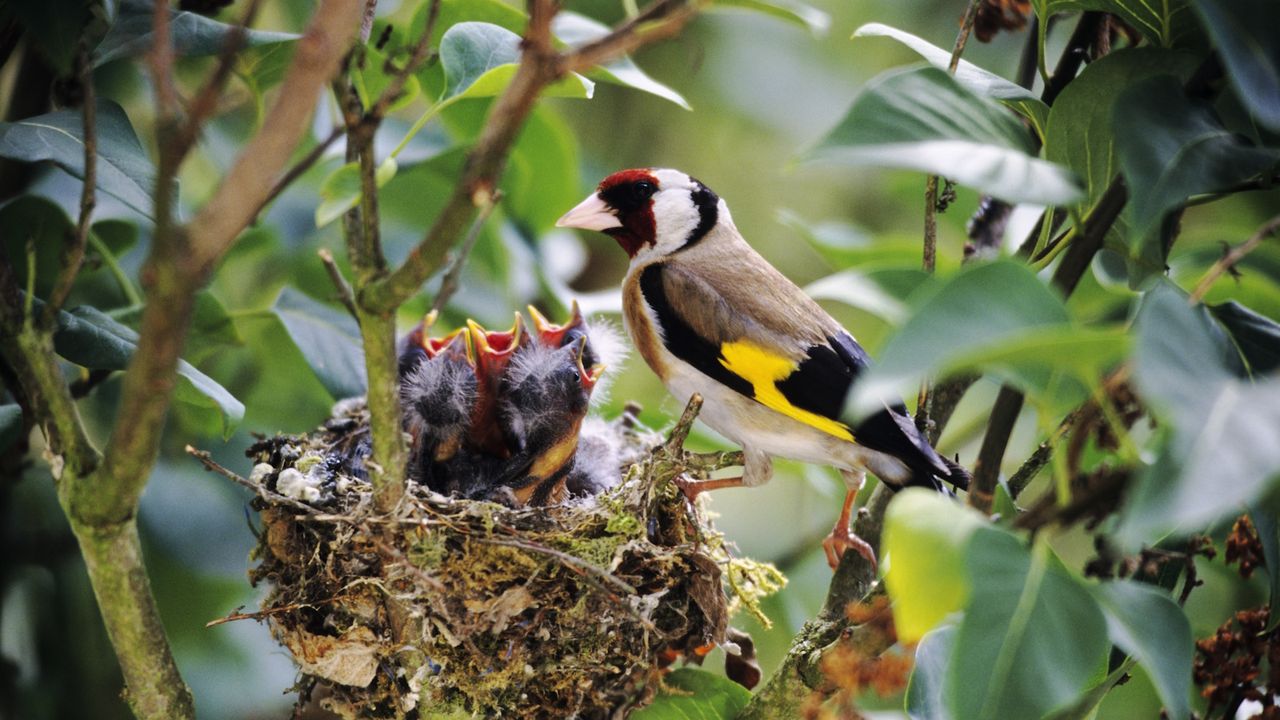 Nesting goldfinch with young chicks in a small nest hidden among dense foliage