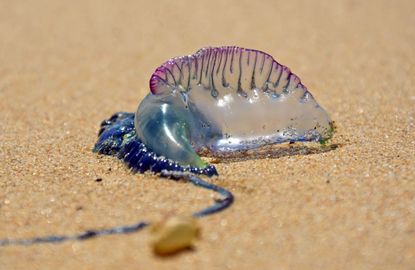 Bluebottle Portuguese Man O War jellyfish.