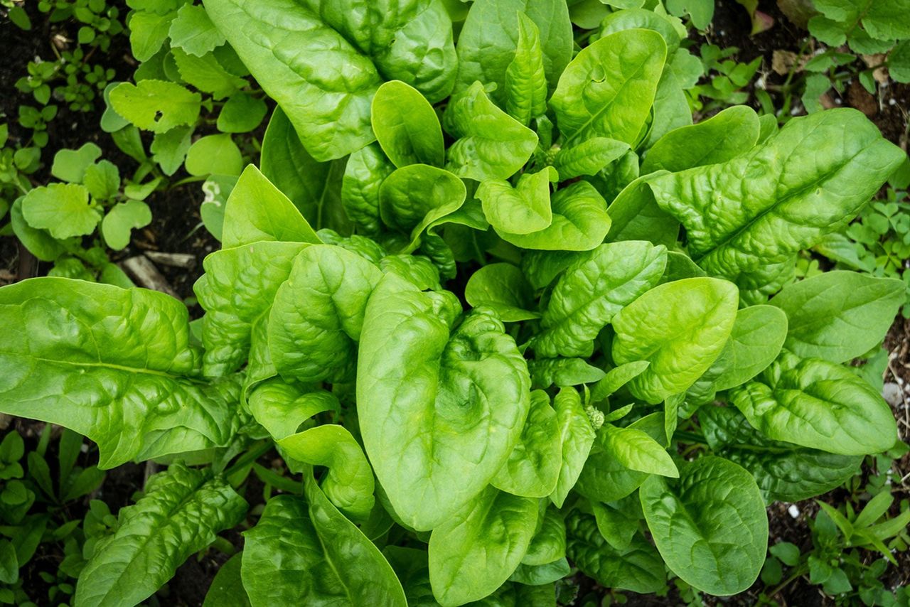 Large Spinach Plant Growing In The Garden