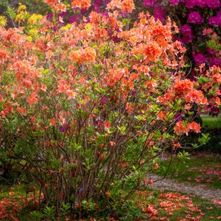 Close-up image of the beautiful orange spring flowers of the Azaleaa, Rhododendron shrub in soft pink spring sunshine - stock photo