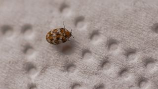 Brown carpet beetle on white fabric, showing how to get rid of carpet beetles.