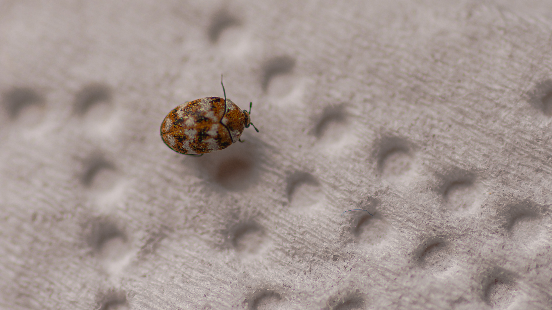 carpet beetles mattress cover