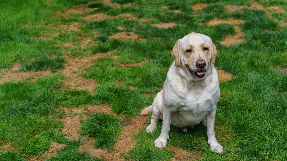Here's how to fix dog pee damage on your lawn Tom's Guide