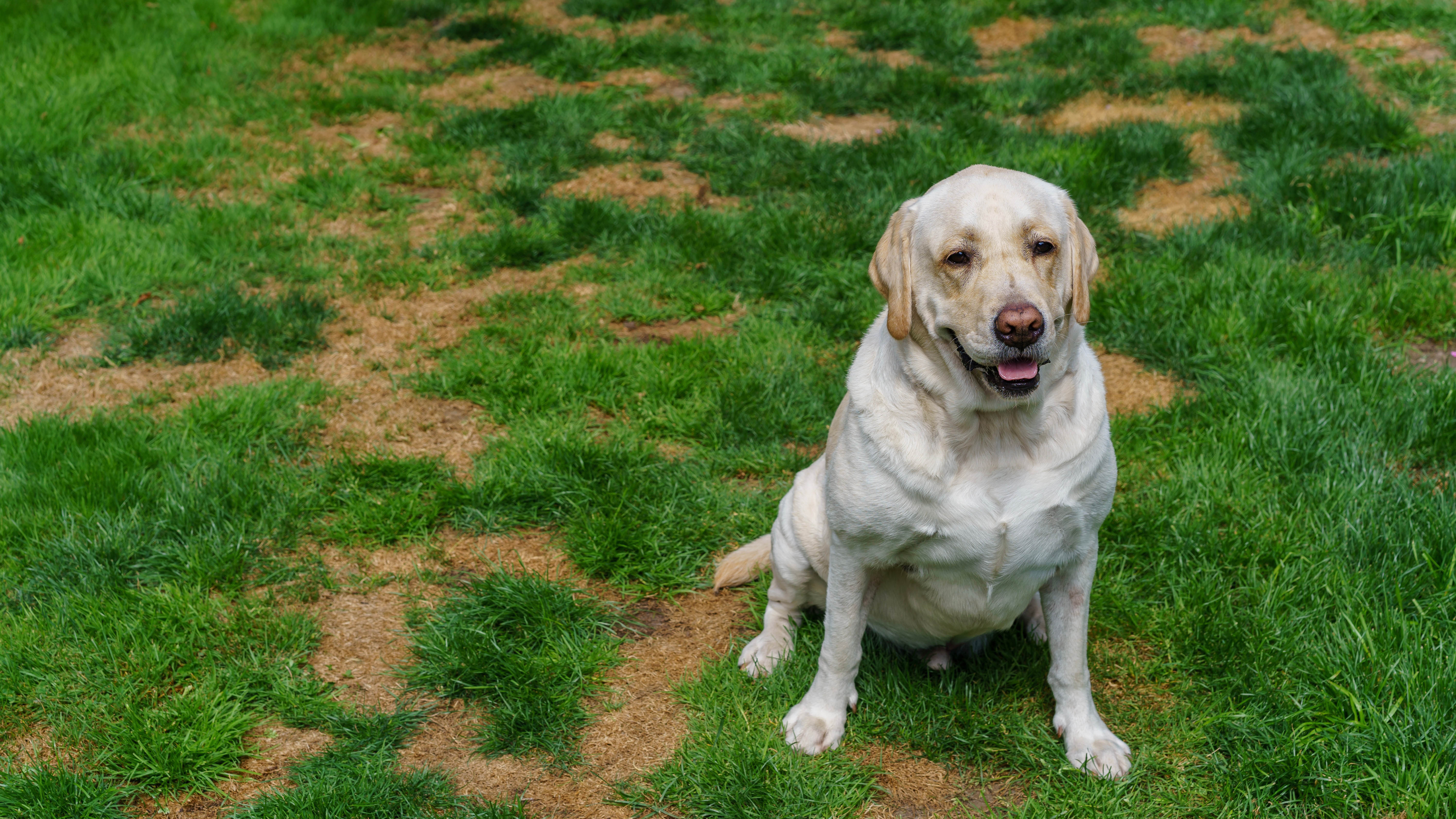 كلب يجلس بجوار الضرر الذي لحق بالعشب بسبب البول
