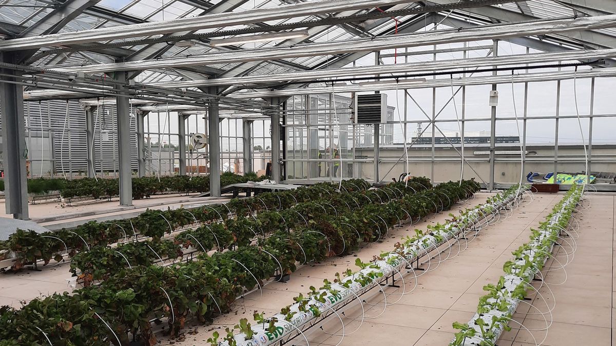 Plants growing in the data centre&amp;#039;s farm in Paris