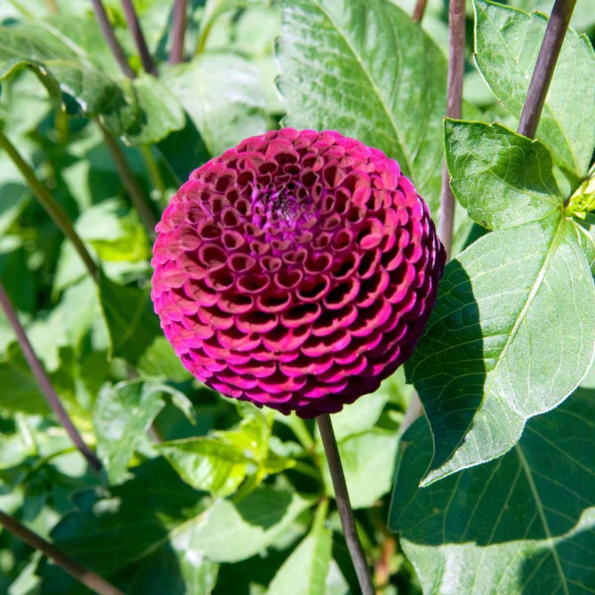 Dahlia Moor Place