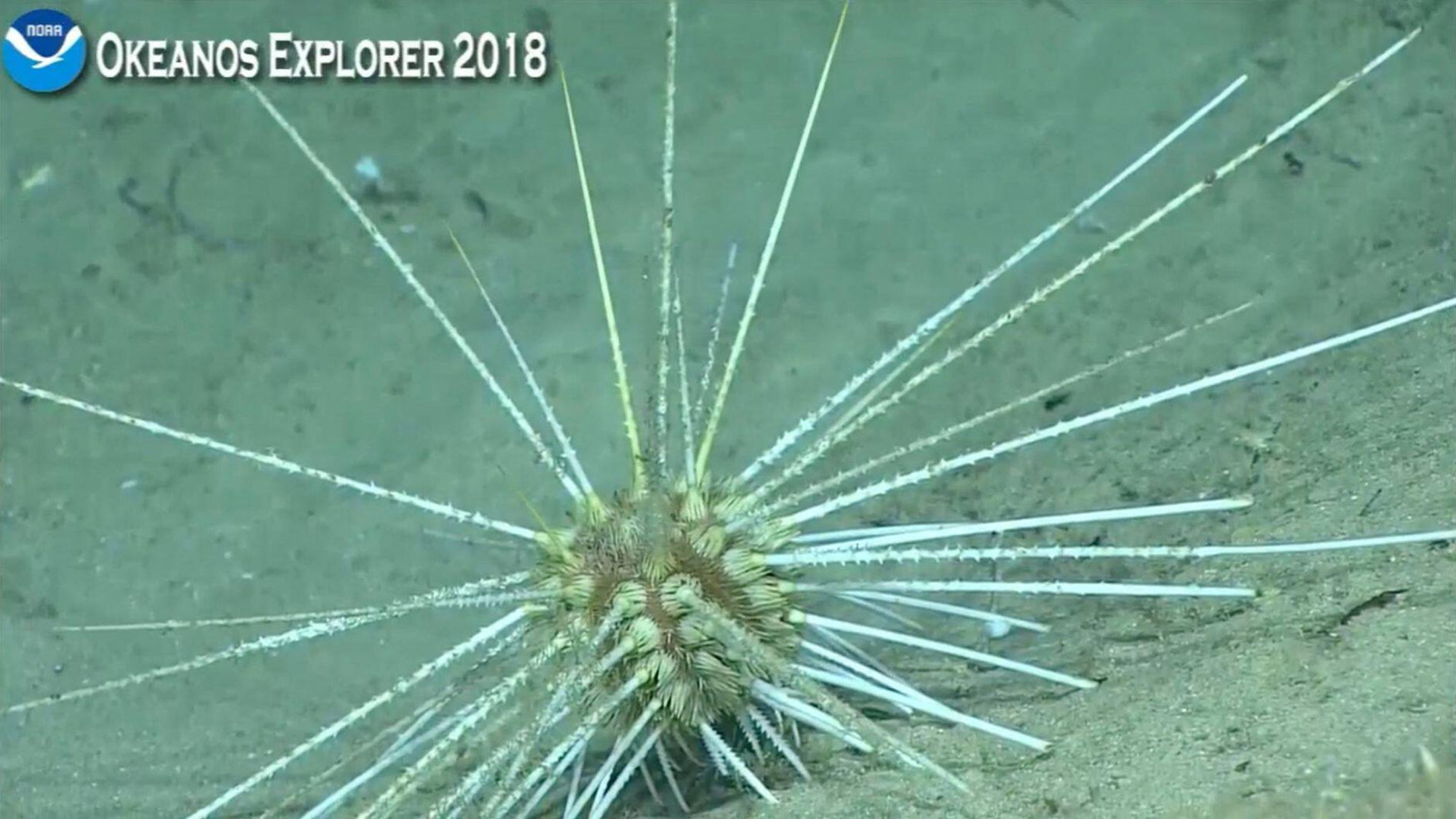A close up of a spiny sea urchin on the sandy sea floor.