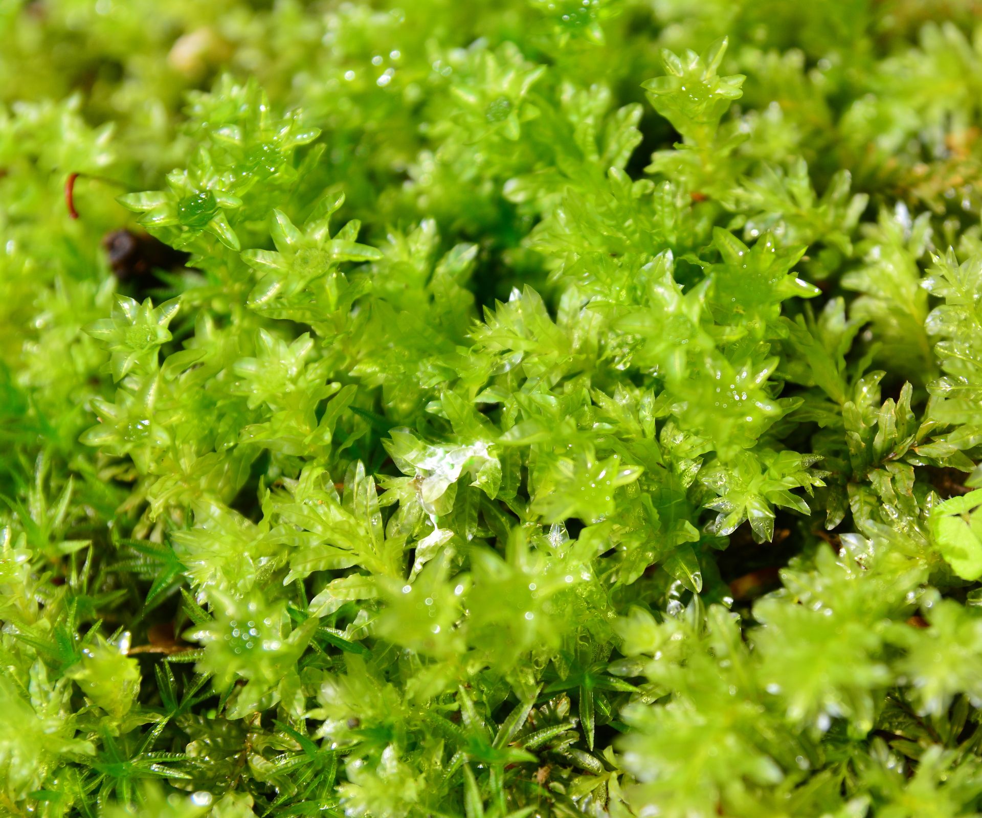 Types of moss: 5 versatile evergreen plants | Homes & Gardens