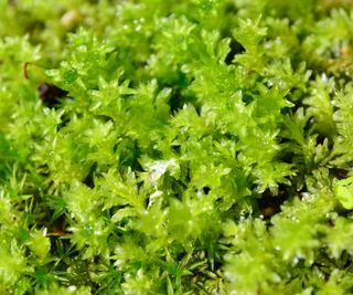 Baby tooth moss