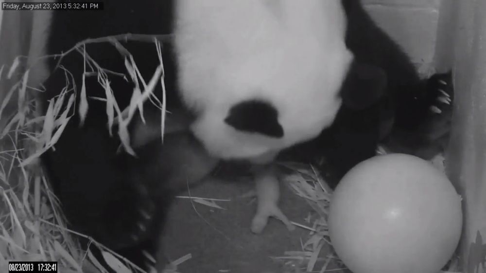 The 15-year-old female panda Mei Xiang gave birth to a cub on Aug. 23, 2013, immediately cradling the little one.