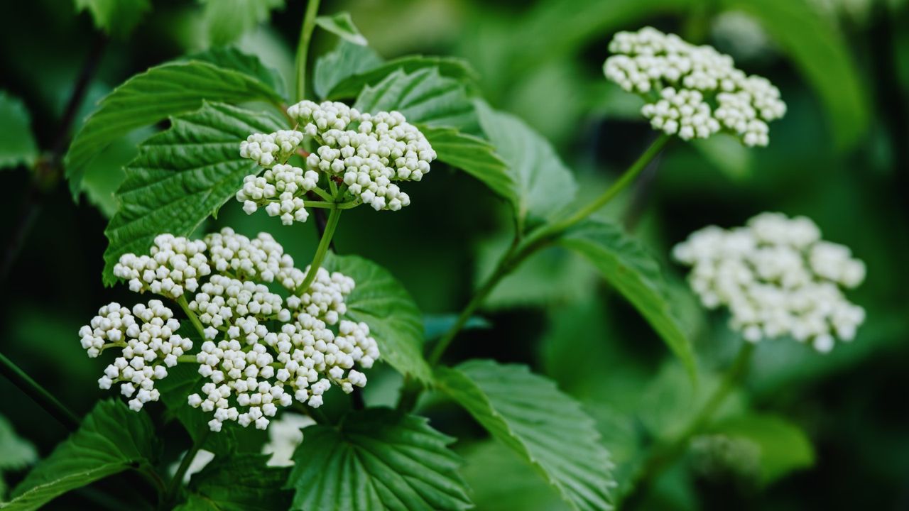 Viburnum in bloom in spring