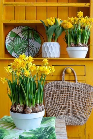 container gardening ideas: daffodils indoors on yellow shelves