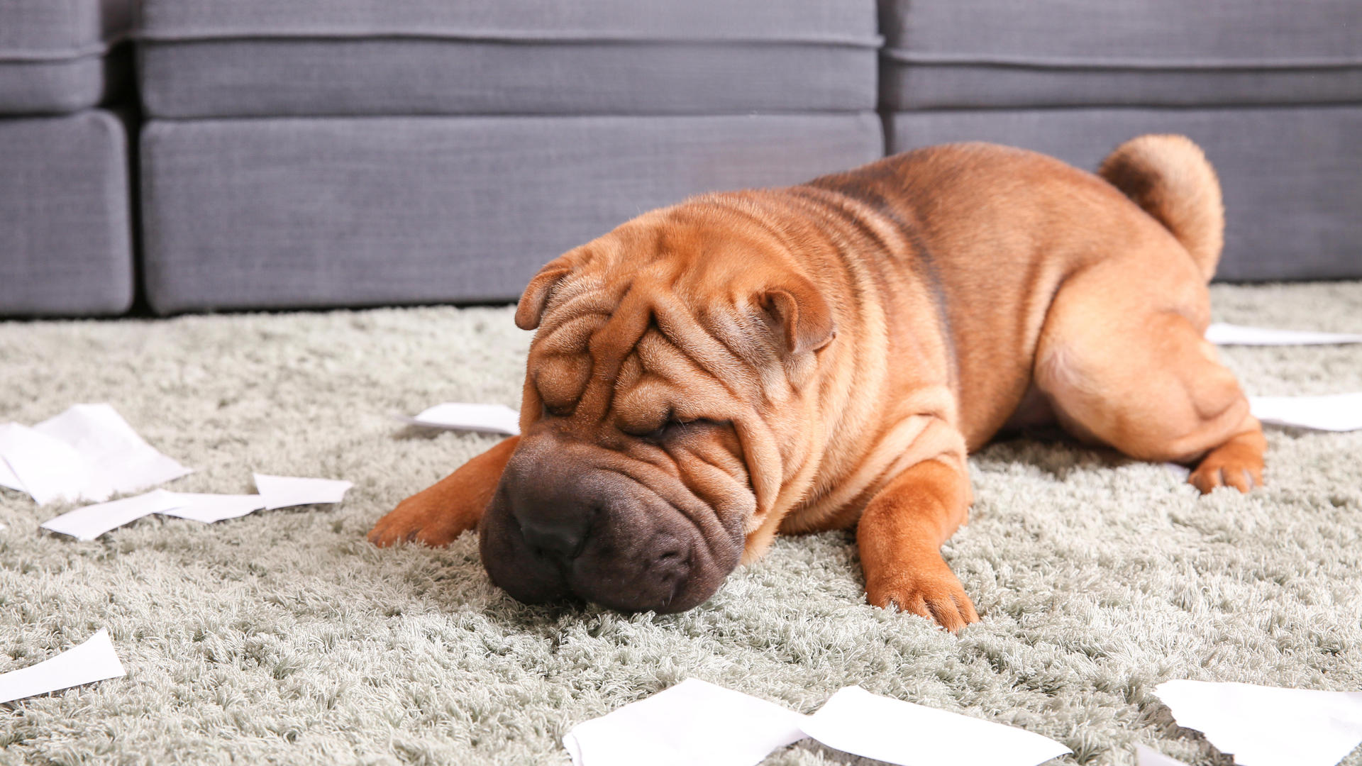 shar pei playing with paper on carpet