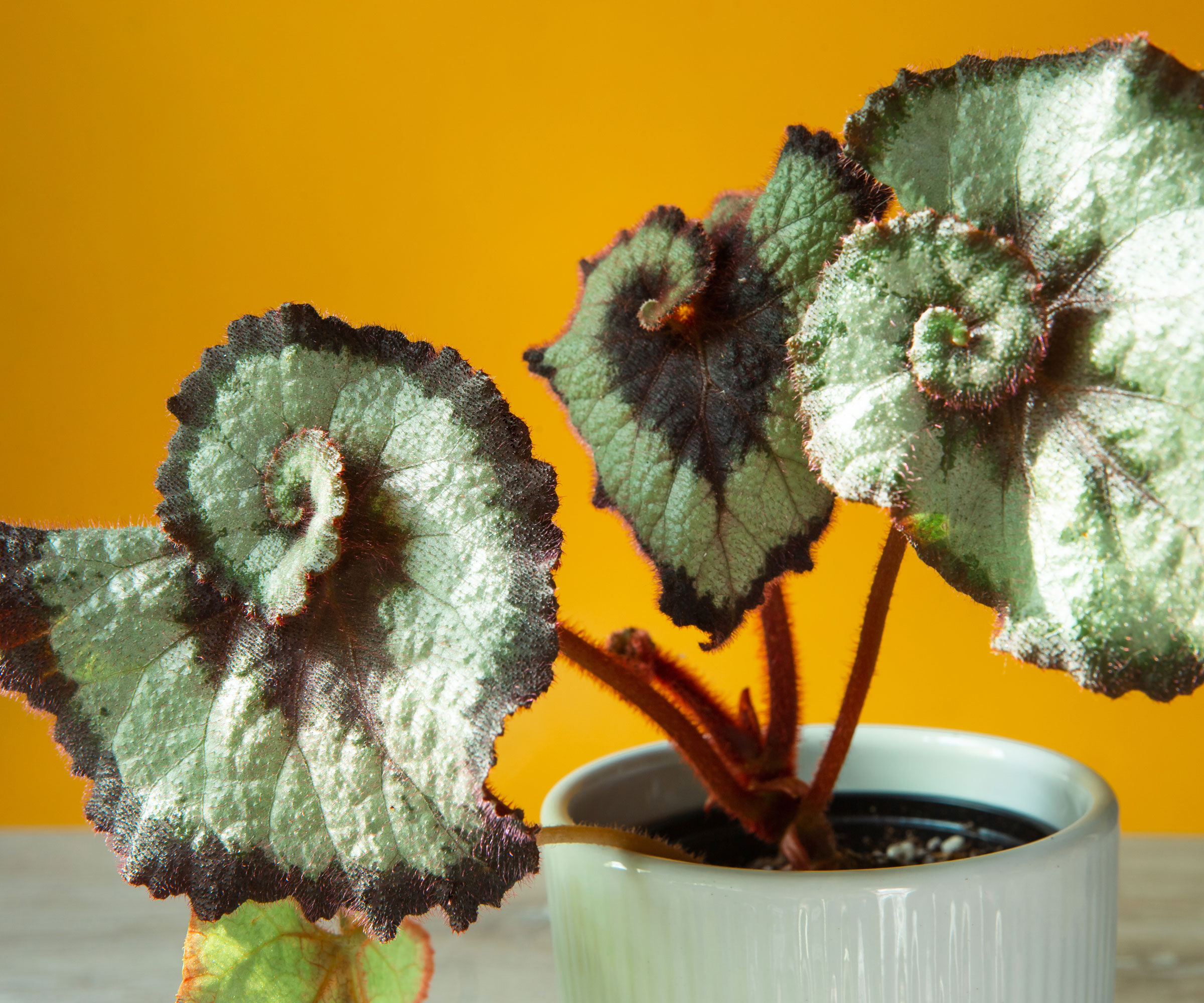 rex begonia plant in pot in yellow room