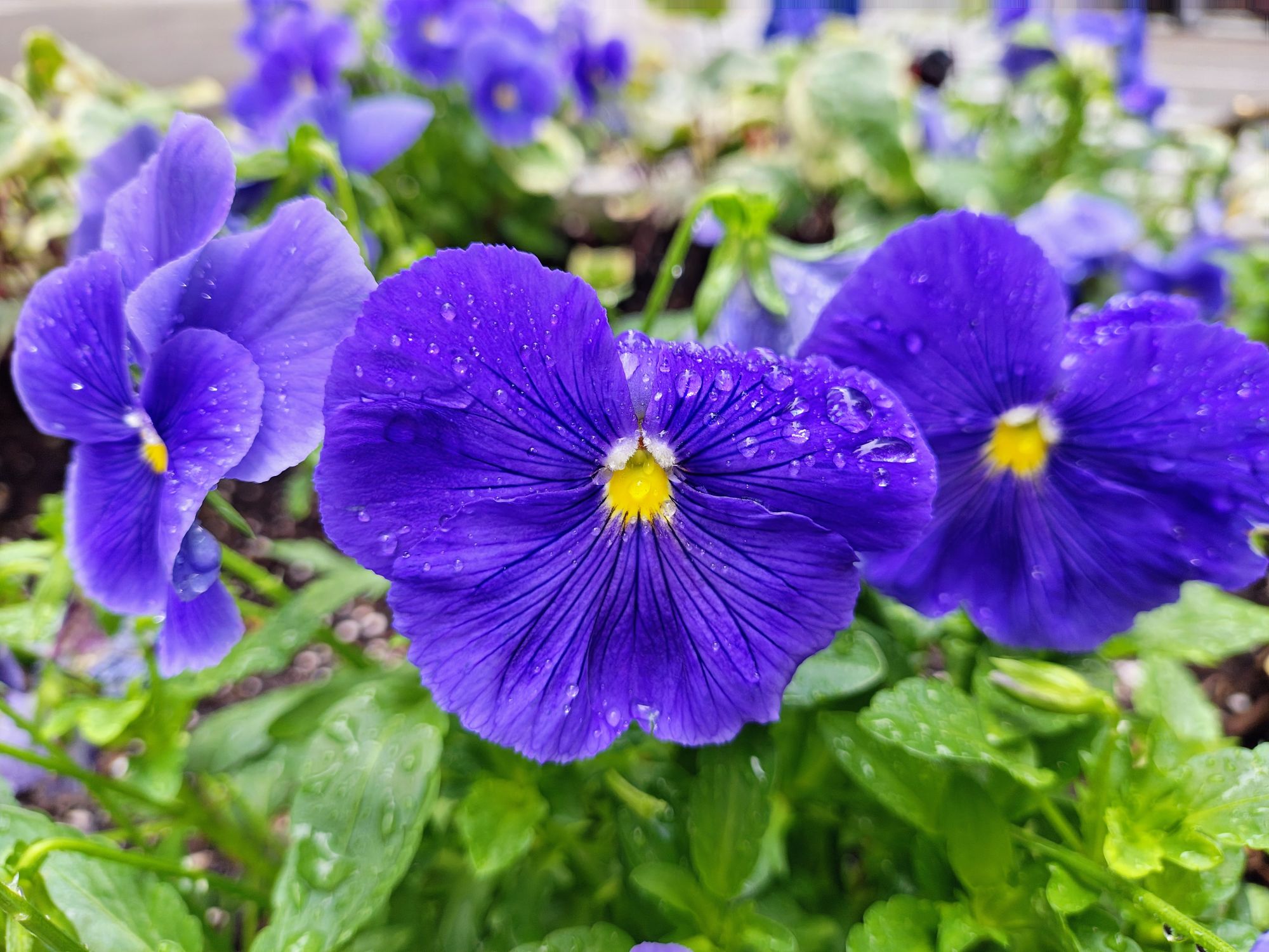 Motorola Razr Plus 2024 macro sample.