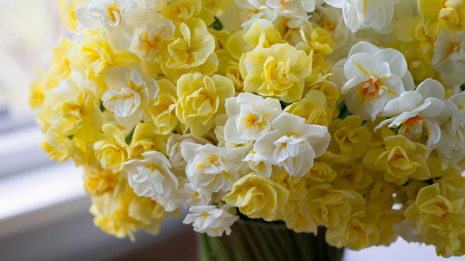 cut mixed narcissus indoors