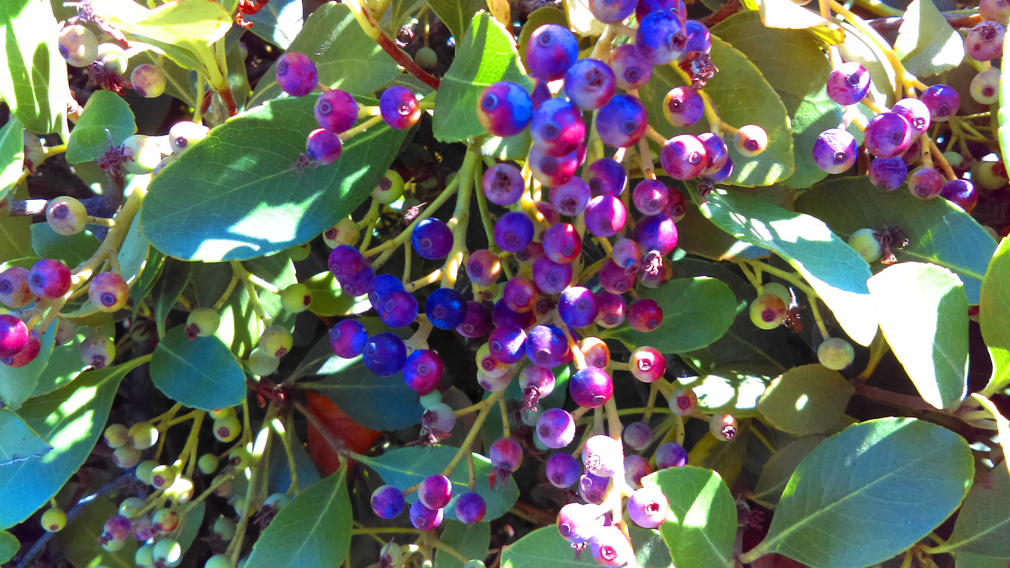 Inkberry holly