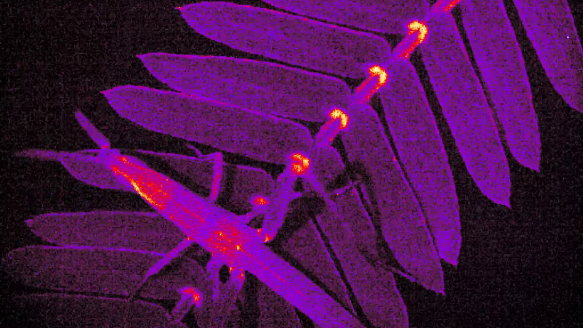 Fluorescent flashes reveal the leafclosing secrets of 'touchmenot