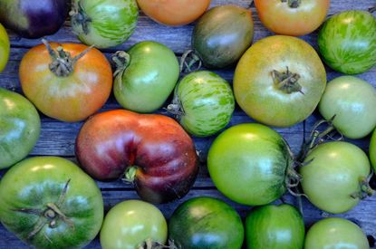 Tomatoes Of Different Sizes And Colors