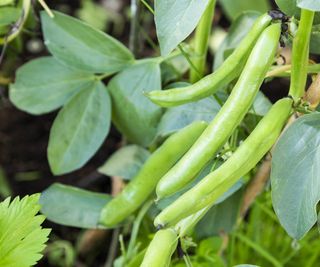 Close up shot of fava beans growing on a plant