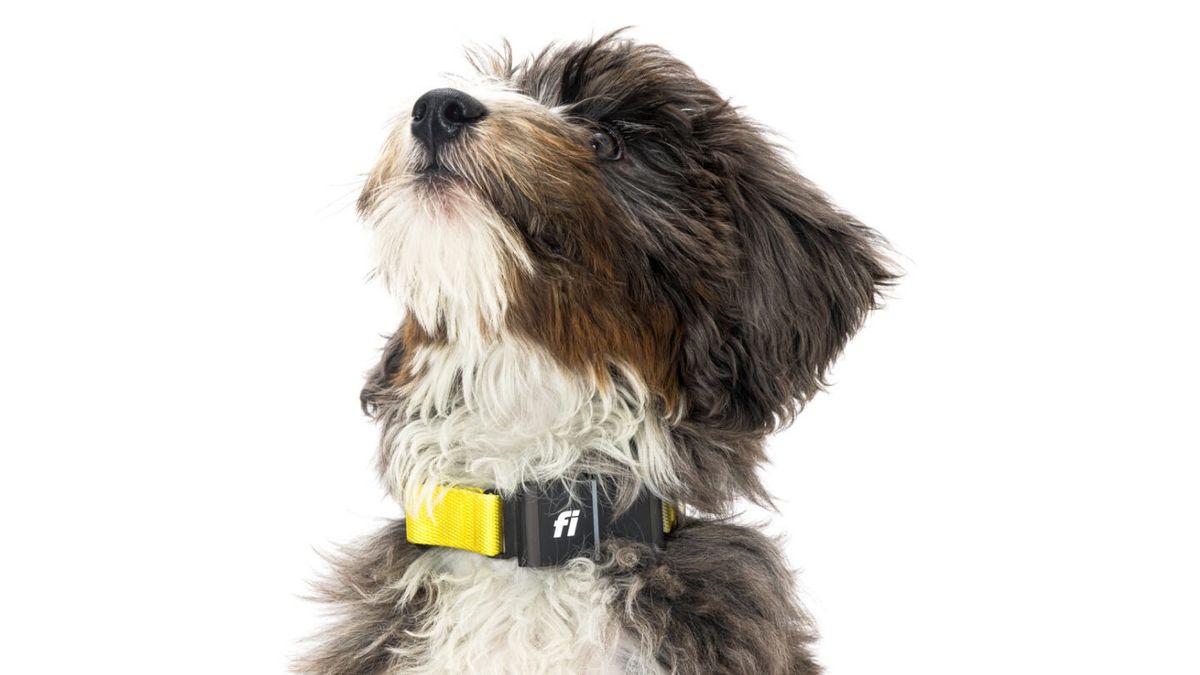 Strava ajoute le nombre de pas des chiens et les classements de condition physique à son application