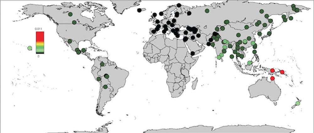 Denisovan genome proportions