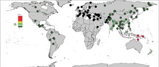 Denisovan genome proportions