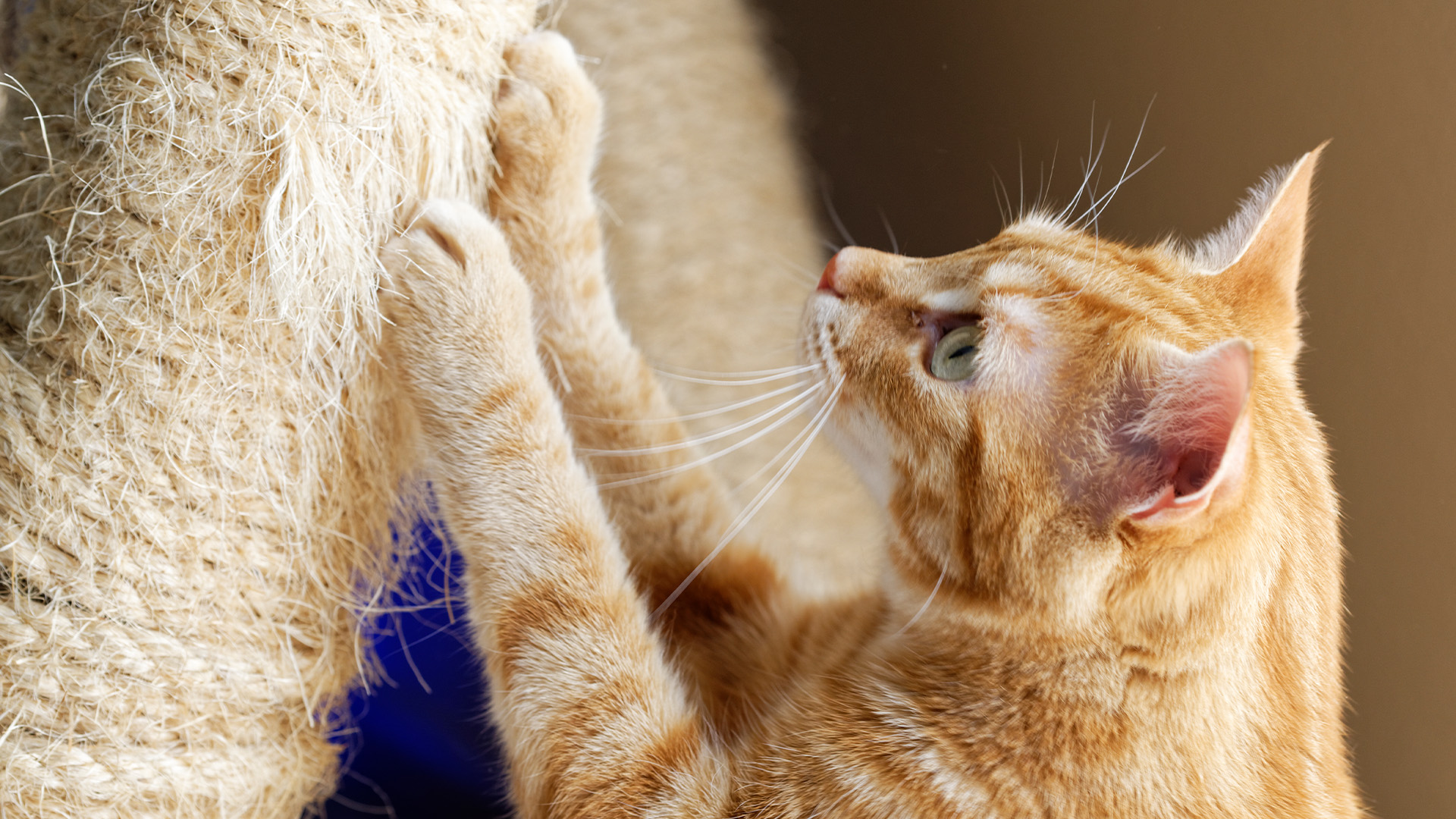 Close up of cat scratching one of the best cat scratching posts