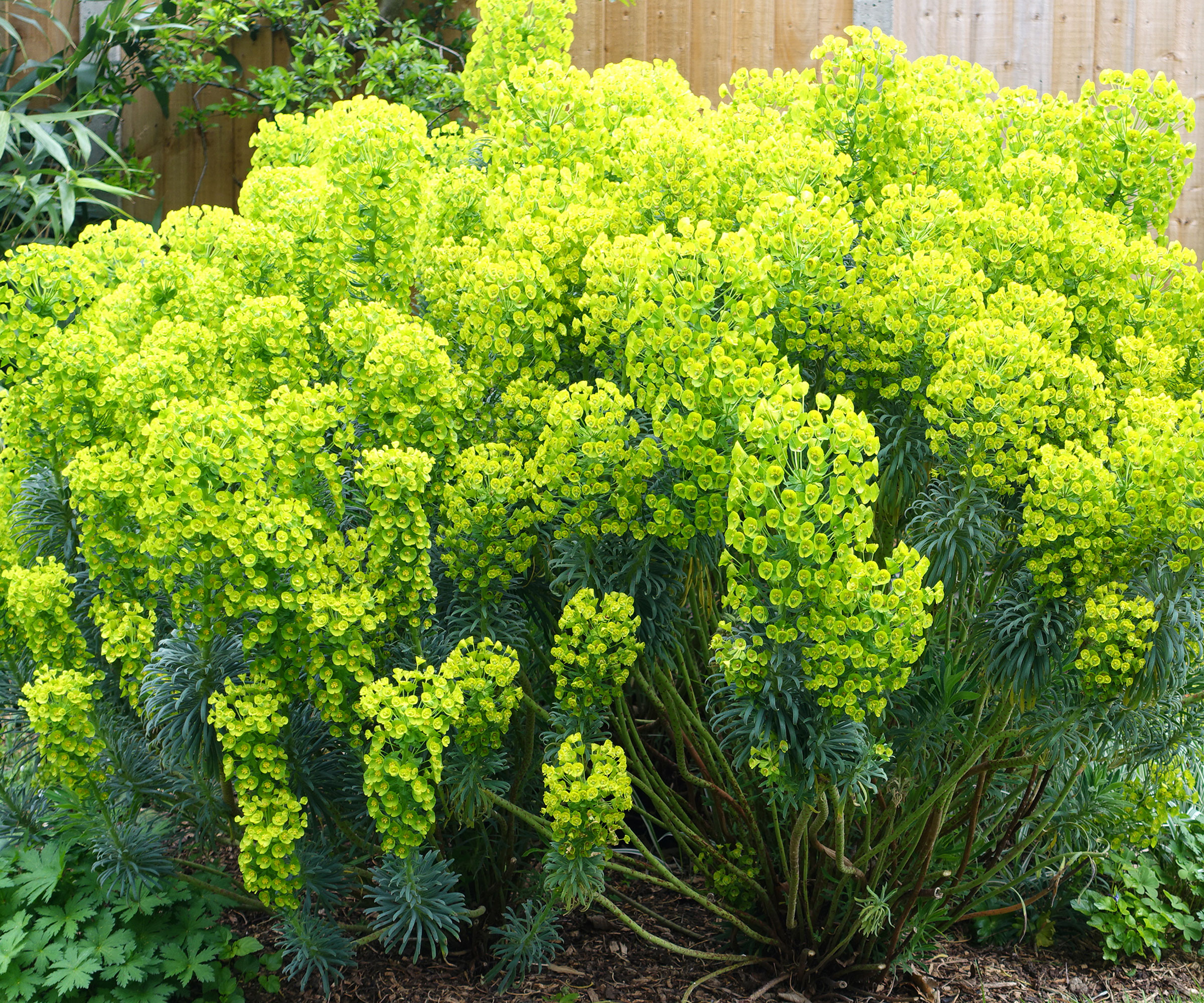 euphorbia plant with bright yellow green flowers