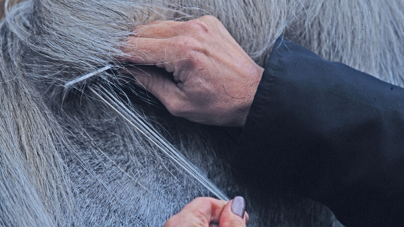Here is your complete guide and top tips on how to pull a horse&rsquo;s mane