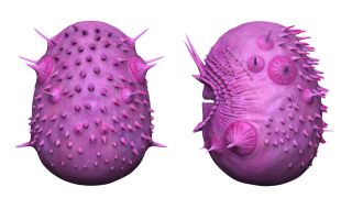 A 3D digital model showing the back and side of Saccorhytus coronarius on a white background.