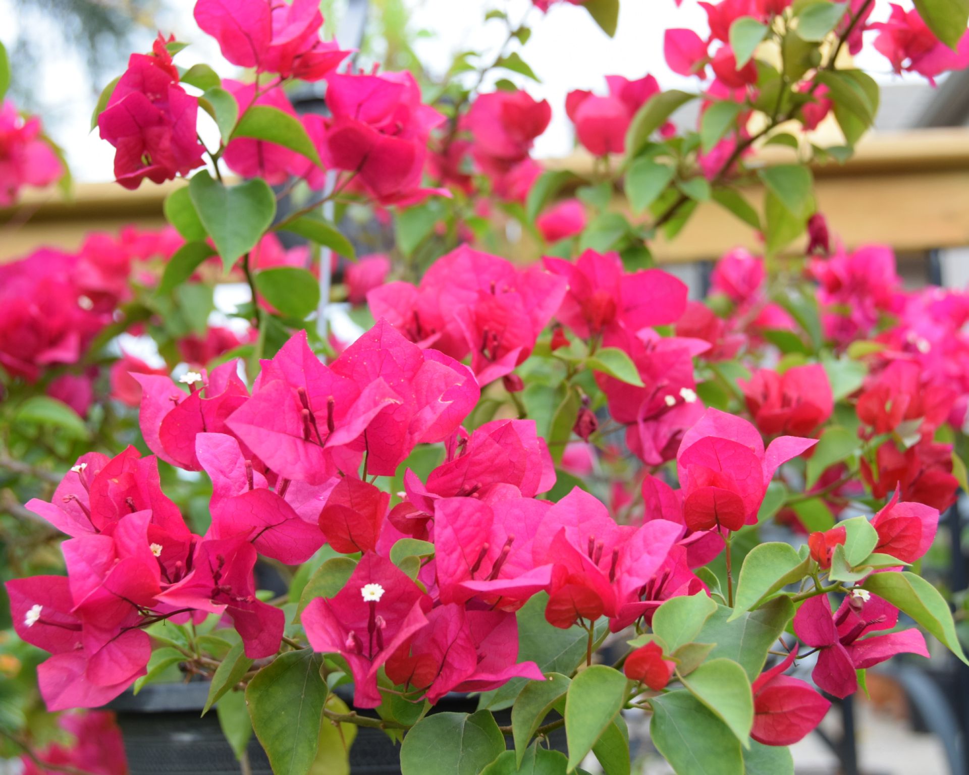 Bright pink bougainvillea vine flowers