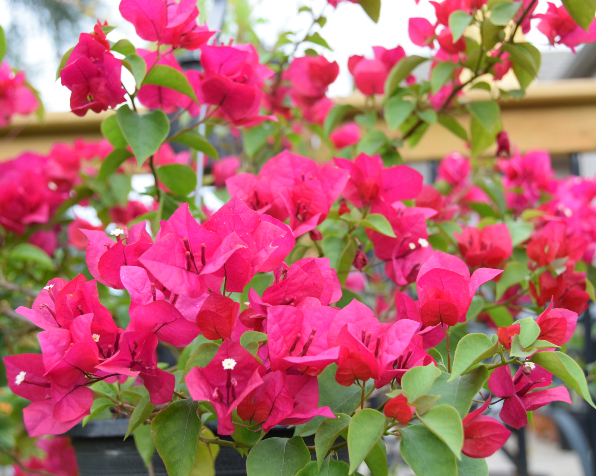 Bright pink bougainvillea vine flowers