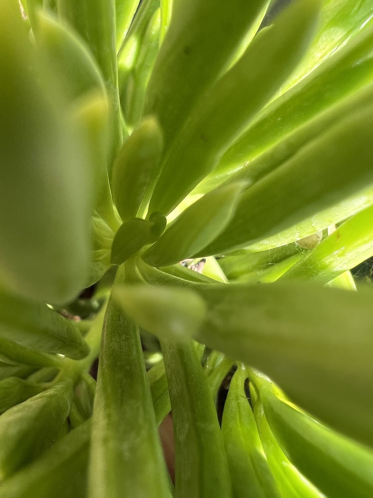 Plant Macro