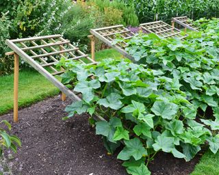 45 degree trellis with cucumber growing upwards