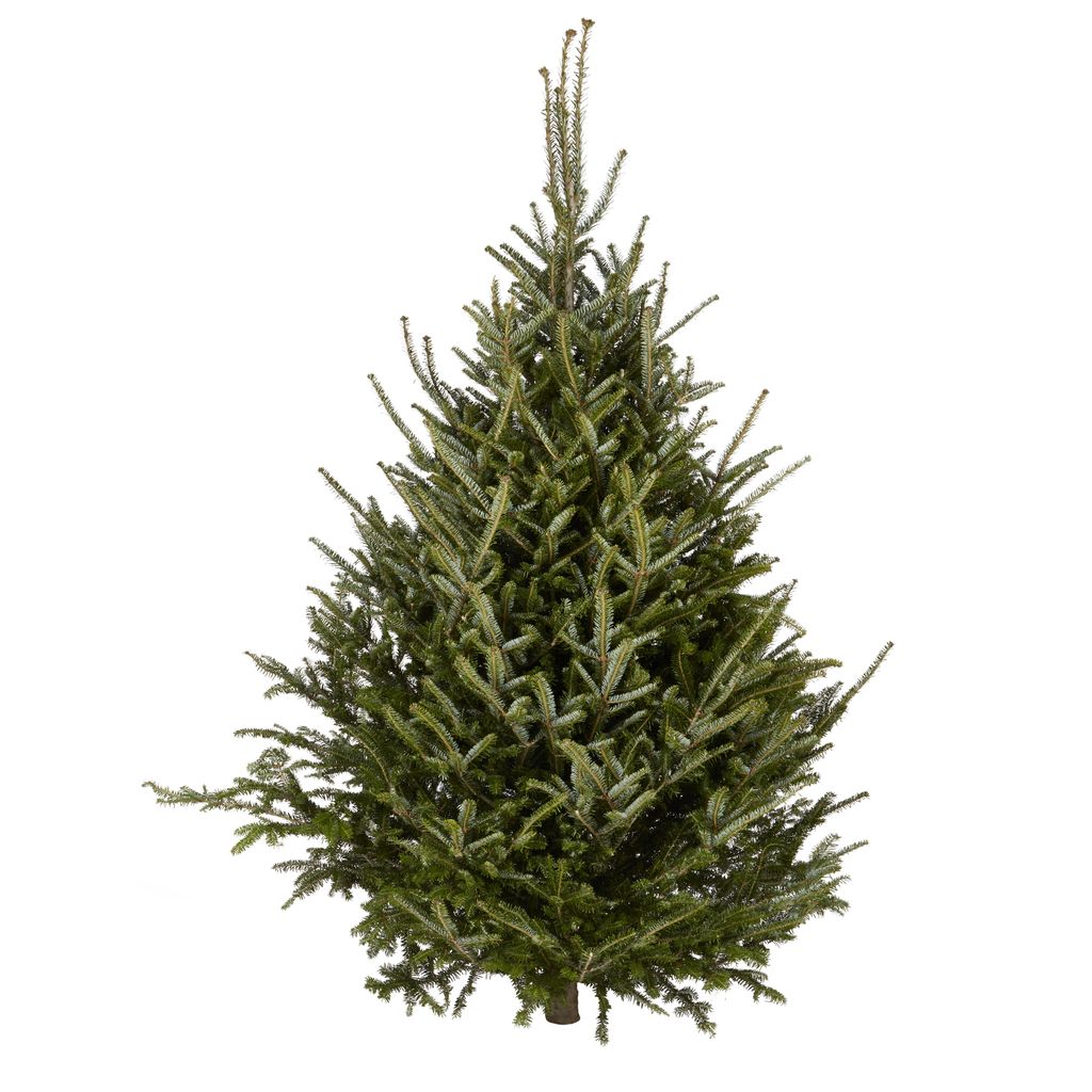 Real Christmas trees delivered your guide to the best in the UK