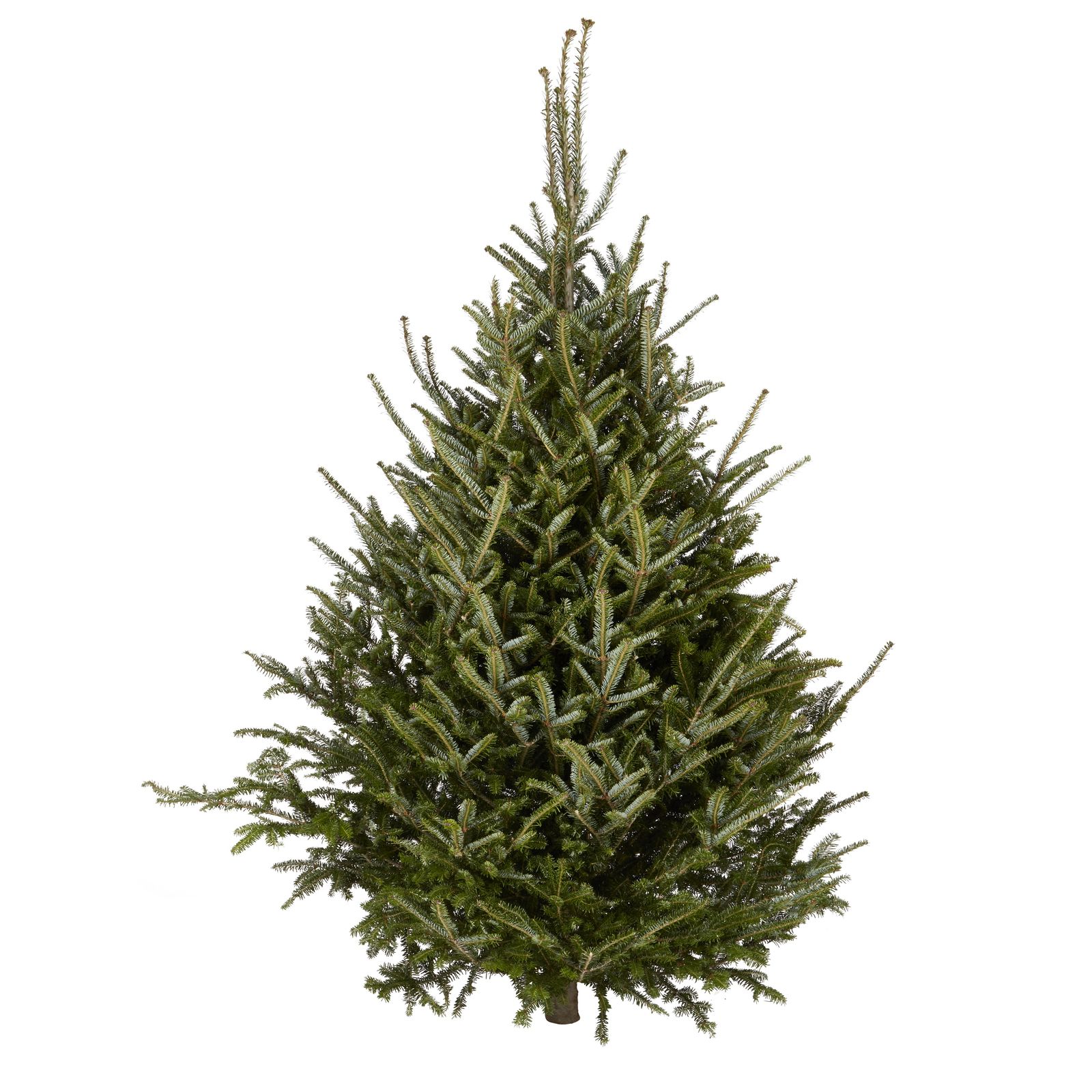 Real Christmas trees delivered your guide to the best in the UK
