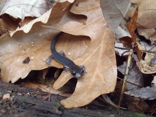 An image of a salamander