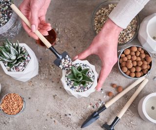 Succulent potting mix ingredients