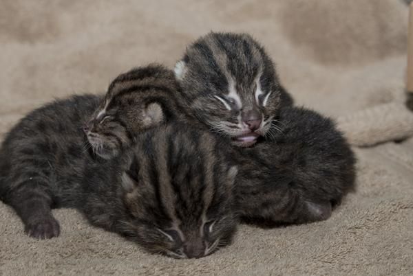 fishing-cats-kittens-110818-02