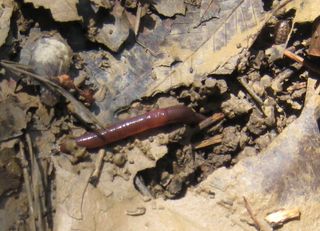 earthworm on forest floor