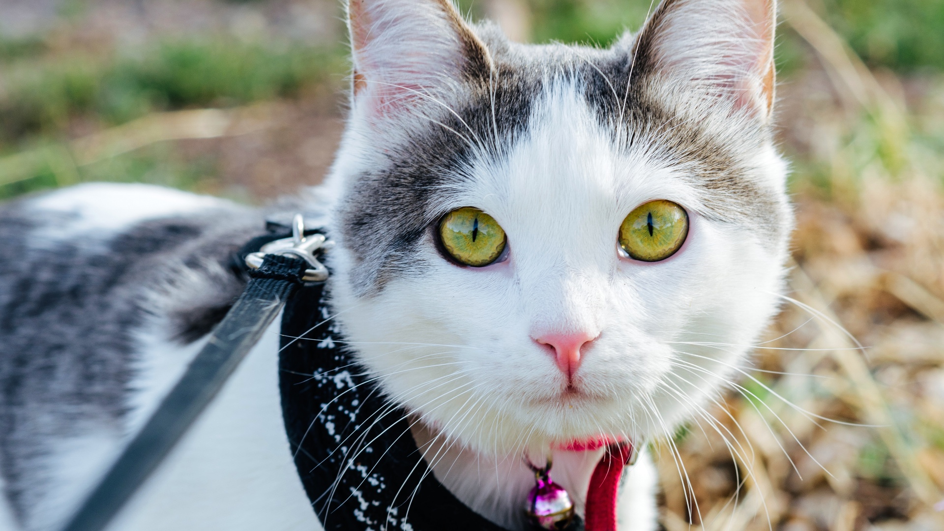 Cat outside on leash