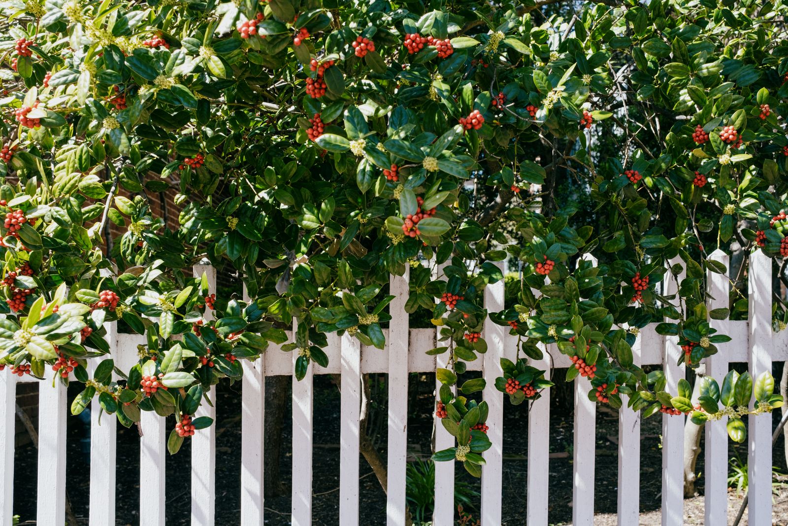 Best Trees for Privacy — 13 Varieties to Help Screen a Yard | Livingetc