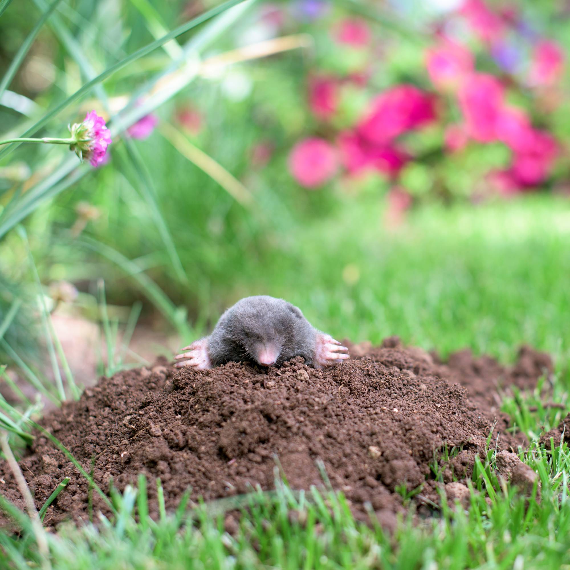 Mole atop molehill that has been dug in garden