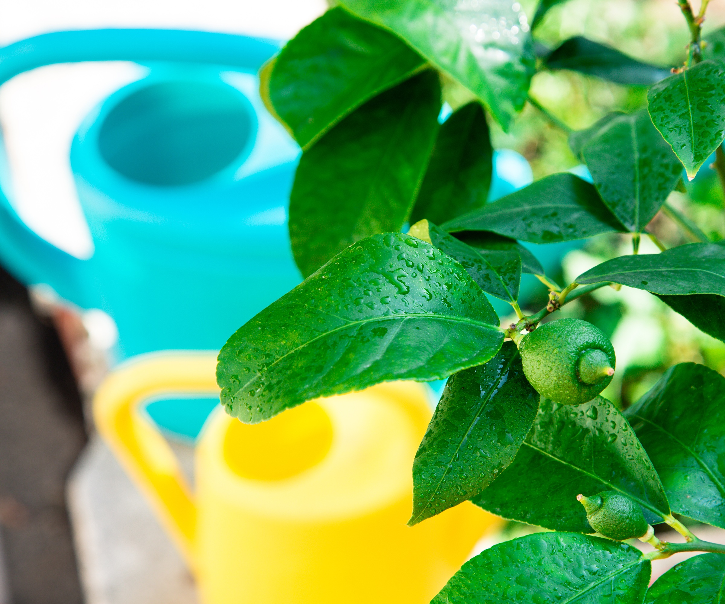 Watering cans, lemon tree