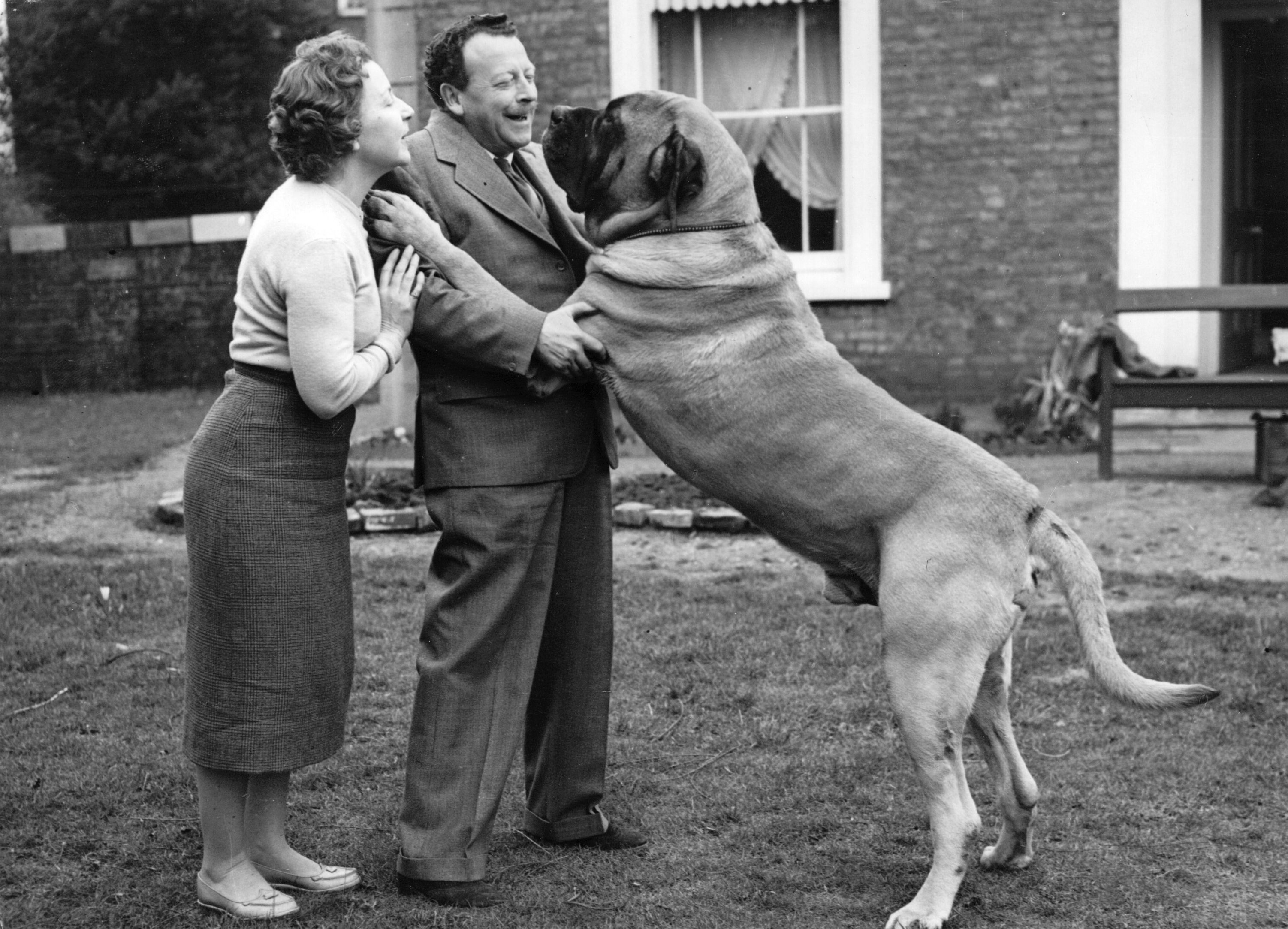 Mr and Mrs Roy Anderson play with their huge dog Butch at home in Isleworth, Middlesex.