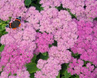 red admiral on pink sedum flowers